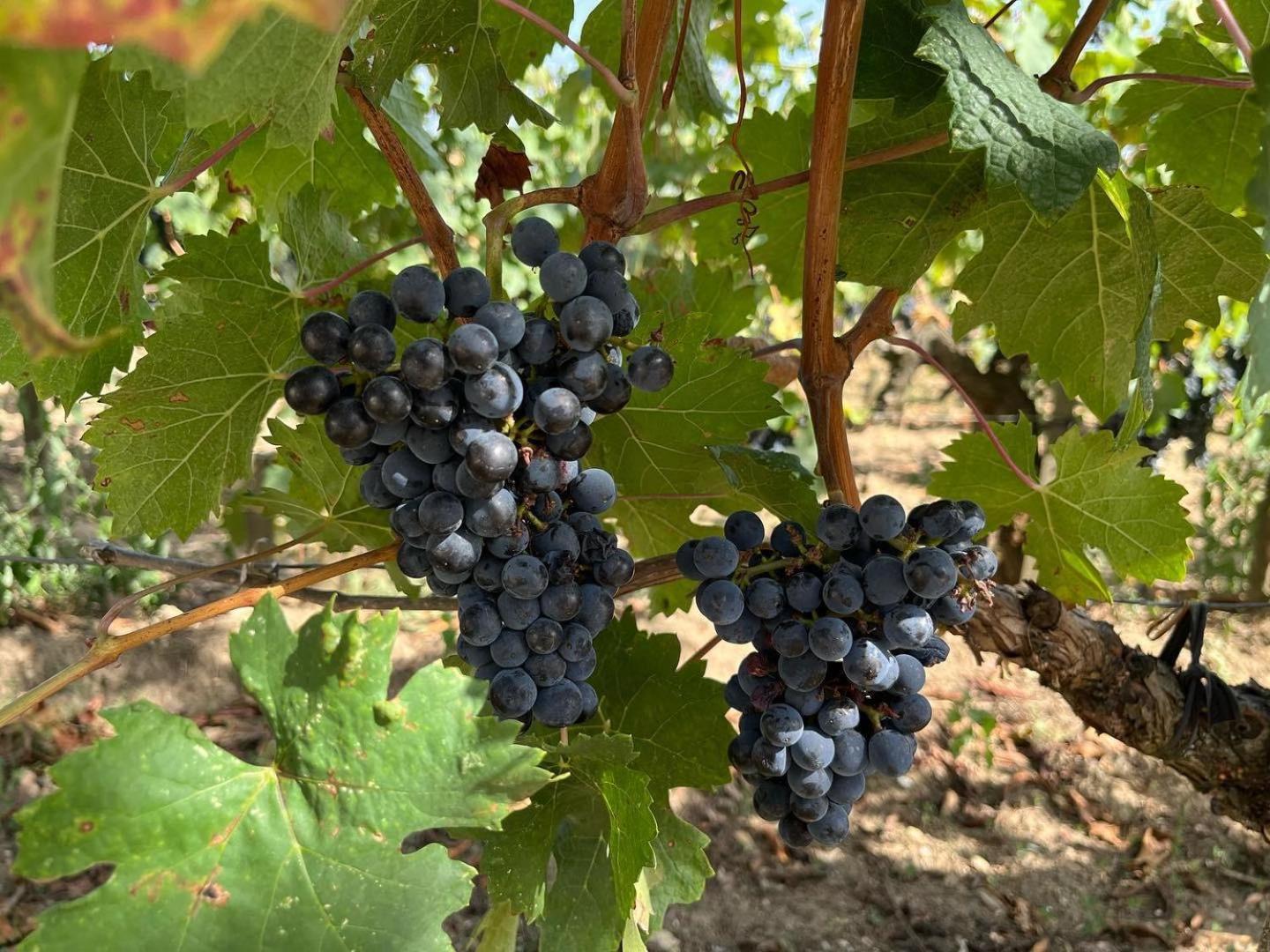 Les Logis Des Vignobles Saint Emilion En Duplex N 2 Avec Terrasse 아파트 외부 사진